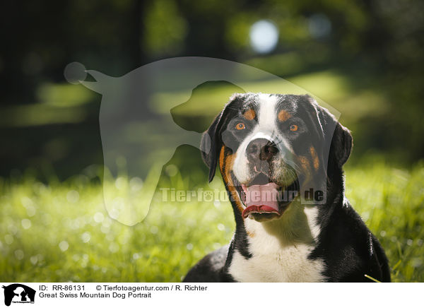 Groer Schweizer Sennenhund Portrait / Great Swiss Mountain Dog Portrait / RR-86131