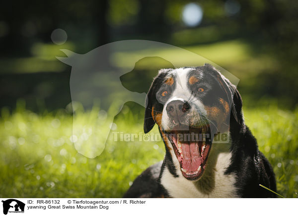 ghnender Groer Schweizer Sennenhund / yawning Great Swiss Mountain Dog / RR-86132