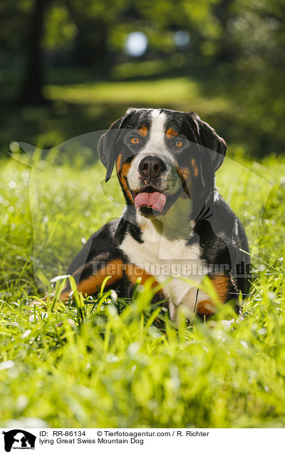 liegender Groer Schweizer Sennenhund / lying Great Swiss Mountain Dog / RR-86134