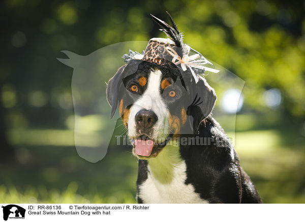 Groer Schweizer Sennenhund mit Hut / Great Swiss Mountain Dog with hat / RR-86136