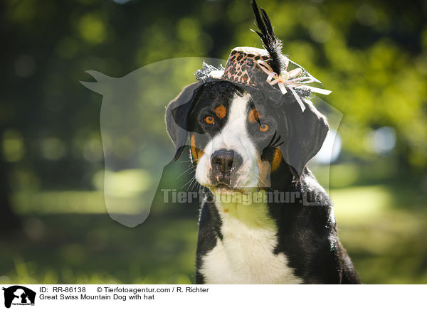 Groer Schweizer Sennenhund mit Hut / Great Swiss Mountain Dog with hat / RR-86138