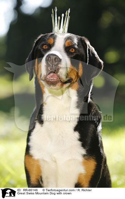 Groer Schweizer Sennenhund mit Krone / Great Swiss Mountain Dog with crown / RR-86146