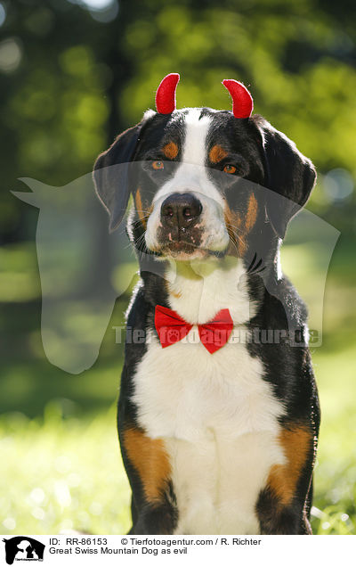 Groer Schweizer Sennenhund als Teufel / Great Swiss Mountain Dog as evil / RR-86153