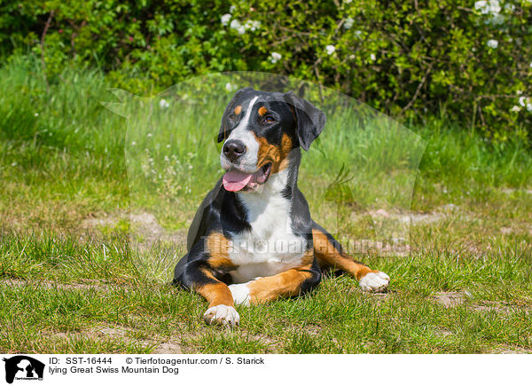 liegender Groer Schweizer Sennenhund / lying Great Swiss Mountain Dog / SST-16444