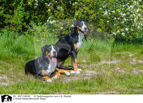 2 Groe Schweizer Sennenhunde / 2 Great Swiss Mountain Dogs / SST-16450