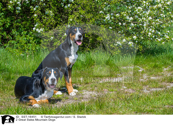 2 Groe Schweizer Sennenhunde / 2 Great Swiss Mountain Dogs / SST-16451