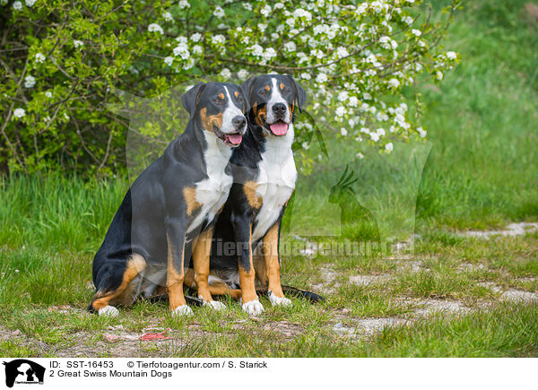 2 Groe Schweizer Sennenhunde / 2 Great Swiss Mountain Dogs / SST-16453