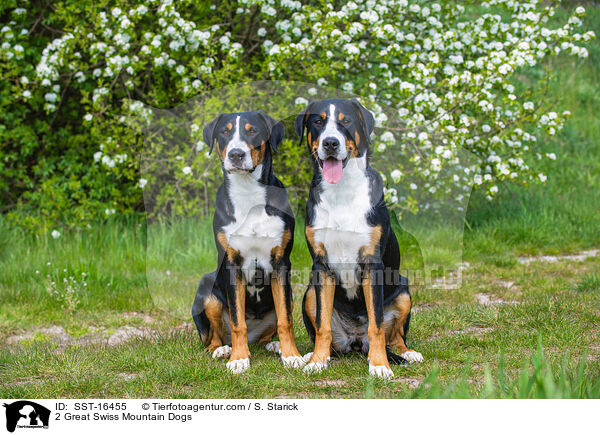 2 Groe Schweizer Sennenhunde / 2 Great Swiss Mountain Dogs / SST-16455