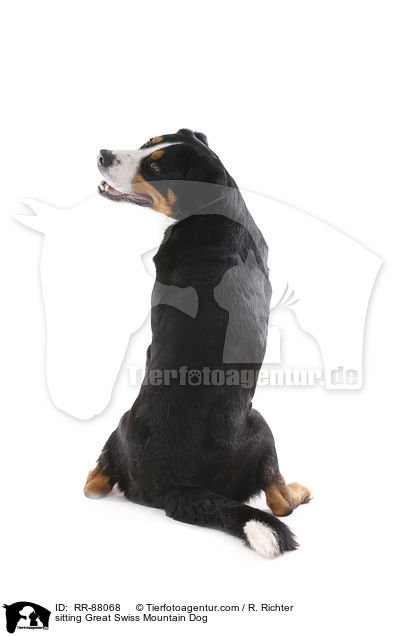 sitting Great Swiss Mountain Dog / RR-88068