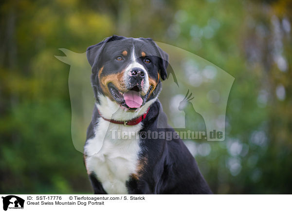 Groer Schweizer Sennenhund Portrait / Great Swiss Mountain Dog Portrait / SST-17776