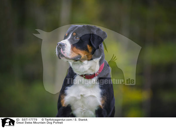 Groer Schweizer Sennenhund Portrait / Great Swiss Mountain Dog Portrait / SST-17779
