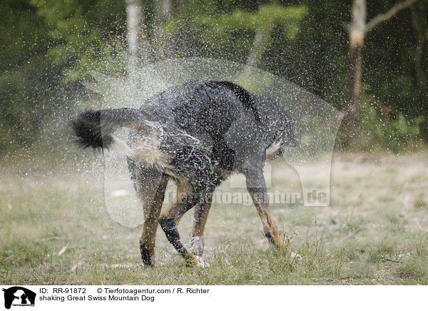 Groer Schweizer Sennenhund schttelt sich / shaking Great Swiss Mountain Dog / RR-91872