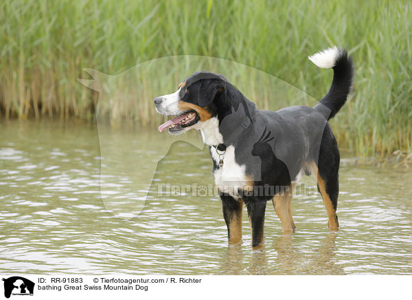 badender Groer Schweizer Sennenhund / bathing Great Swiss Mountain Dog / RR-91883
