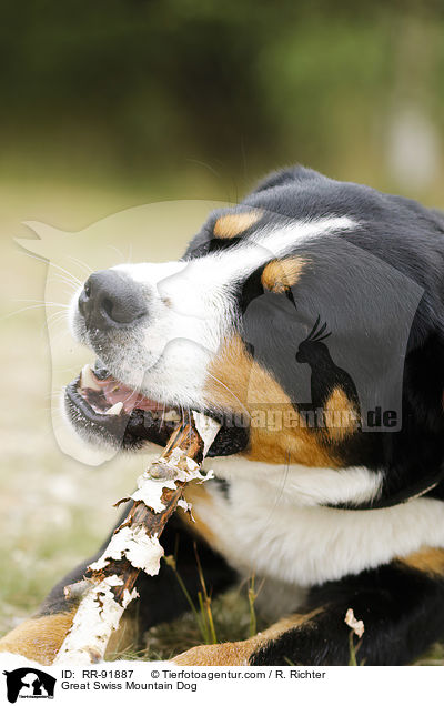 Groer Schweizer Sennenhund / Great Swiss Mountain Dog / RR-91887