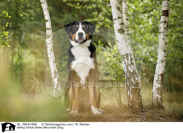 sitzender Groer Schweizer Sennenhund / sitting Great Swiss Mountain Dog / RR-91896