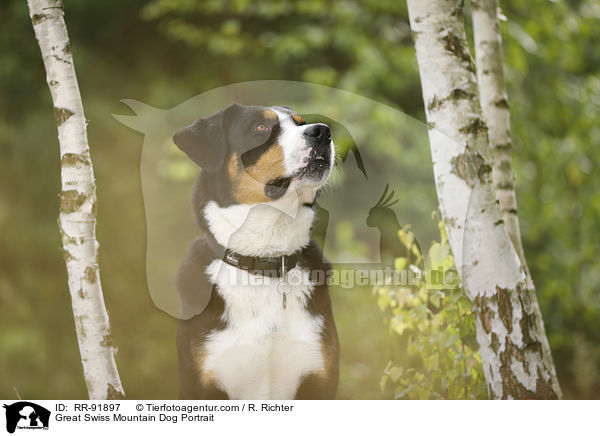 Groer Schweizer Sennenhund Portrait / Great Swiss Mountain Dog Portrait / RR-91897