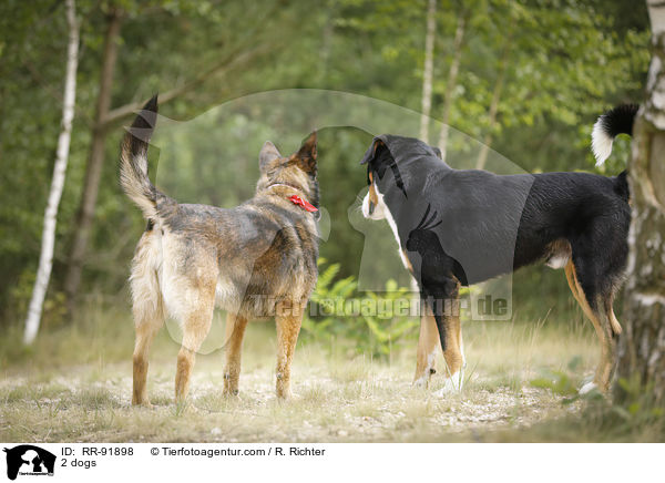 2 Hunde / 2 dogs / RR-91898