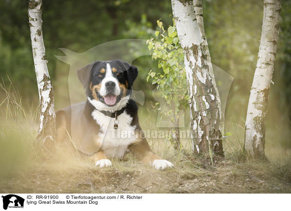 liegender Groer Schweizer Sennenhund / lying Great Swiss Mountain Dog / RR-91900