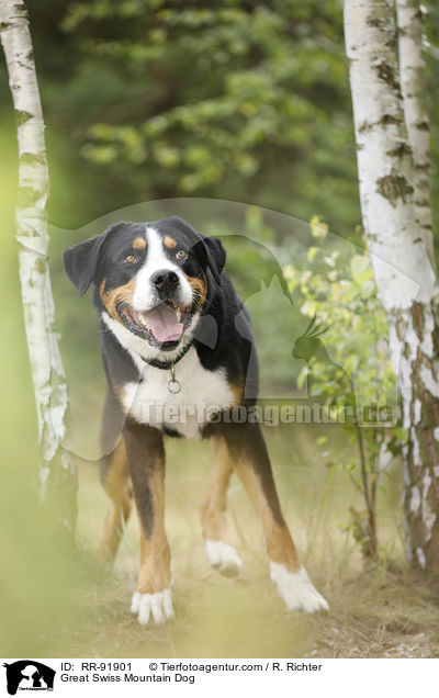 Groer Schweizer Sennenhund / Great Swiss Mountain Dog / RR-91901