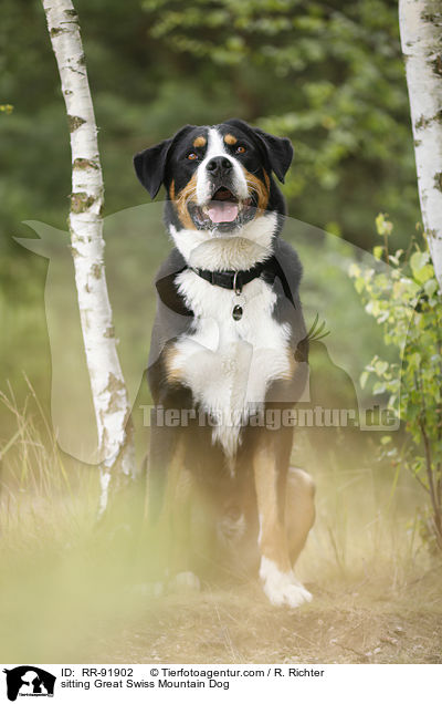 sitzender Groer Schweizer Sennenhund / sitting Great Swiss Mountain Dog / RR-91902