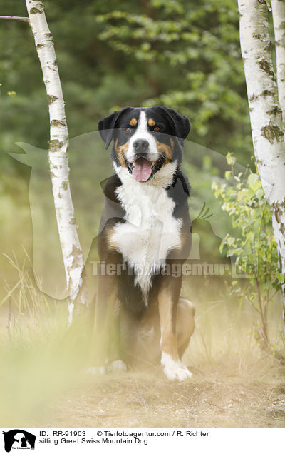 sitzender Groer Schweizer Sennenhund / sitting Great Swiss Mountain Dog / RR-91903
