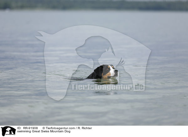 schwimmender Groer Schweizer Sennenhund / swimming Great Swiss Mountain Dog / RR-91908