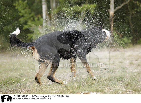 Groer Schweizer Sennenhund schttelt sich / shaking Great Swiss Mountain Dog / RR-91913