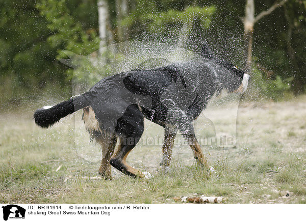 Groer Schweizer Sennenhund schttelt sich / shaking Great Swiss Mountain Dog / RR-91914