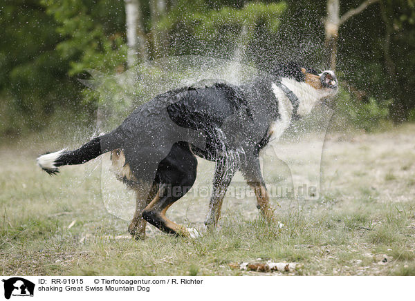 Groer Schweizer Sennenhund schttelt sich / shaking Great Swiss Mountain Dog / RR-91915