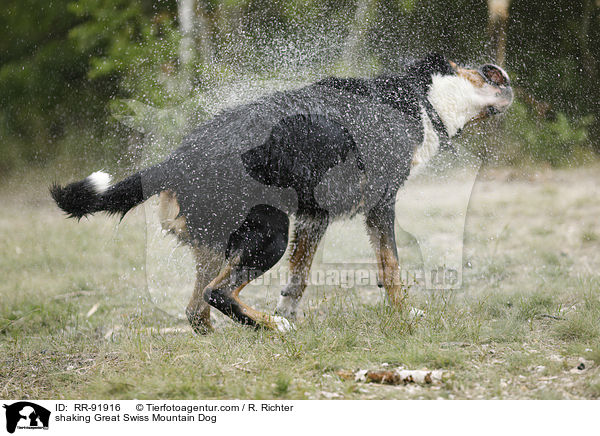 Groer Schweizer Sennenhund schttelt sich / shaking Great Swiss Mountain Dog / RR-91916