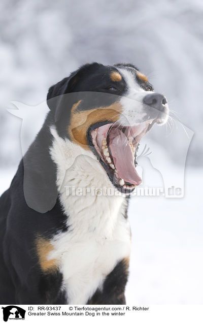Groer Schweizer Sennenhund im Winter / Greater Swiss Mountain Dog in the winter / RR-93437
