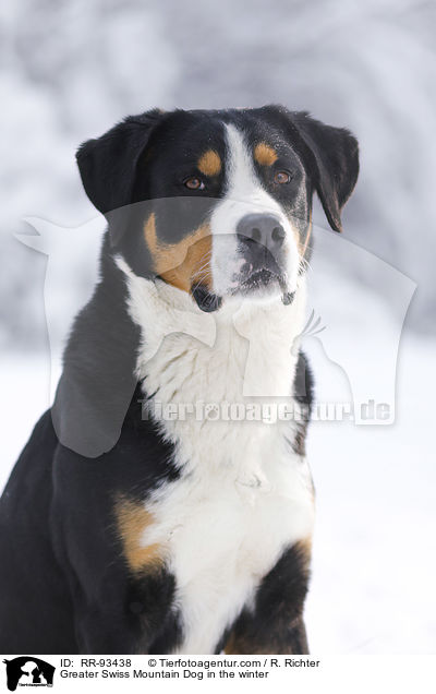 Groer Schweizer Sennenhund im Winter / Greater Swiss Mountain Dog in the winter / RR-93438
