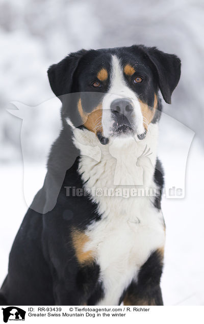 Groer Schweizer Sennenhund im Winter / Greater Swiss Mountain Dog in the winter / RR-93439