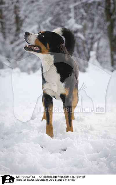 Groer Schweizer Sennenhund steht im Schnee / Greater Swiss Mountain Dog stands in snow / RR-93442