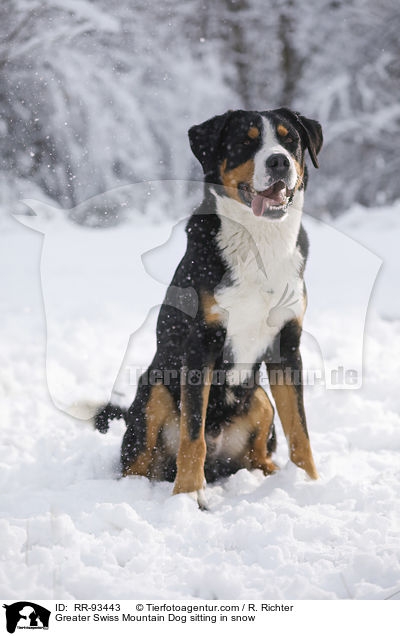 Groer Schweizer Sennenhund sitzt im Schnee / Greater Swiss Mountain Dog sitting in snow / RR-93443