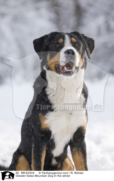 Groer Schweizer Sennenhund im Winter / Greater Swiss Mountain Dog in the winter / RR-93444