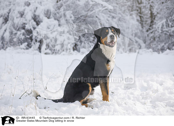 Groer Schweizer Sennenhund sitzt im Schnee / Greater Swiss Mountain Dog sitting in snow / RR-93445