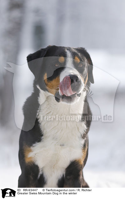 Groer Schweizer Sennenhund im Winter / Greater Swiss Mountain Dog in the winter / RR-93447