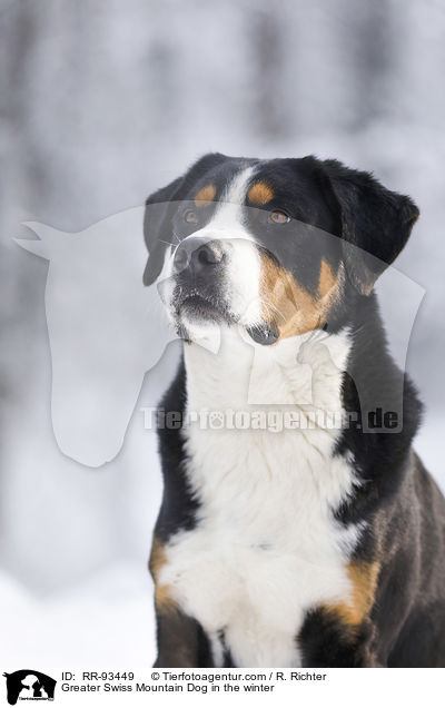 Groer Schweizer Sennenhund im Winter / Greater Swiss Mountain Dog in the winter / RR-93449