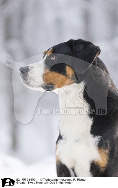 Groer Schweizer Sennenhund im Winter / Greater Swiss Mountain Dog in the winter / RR-93450