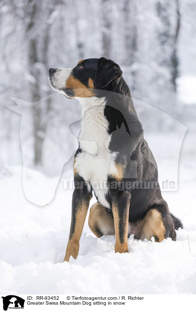 Groer Schweizer Sennenhund sitzt im Schnee / Greater Swiss Mountain Dog sitting in snow / RR-93452
