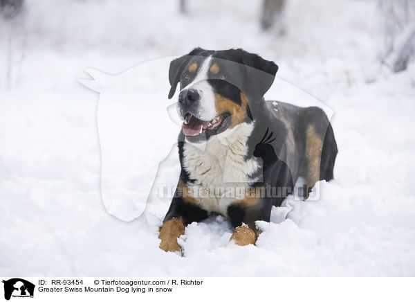 Groer Schweizer Sennenhund liegt im Schnee / Greater Swiss Mountain Dog lying in snow / RR-93454