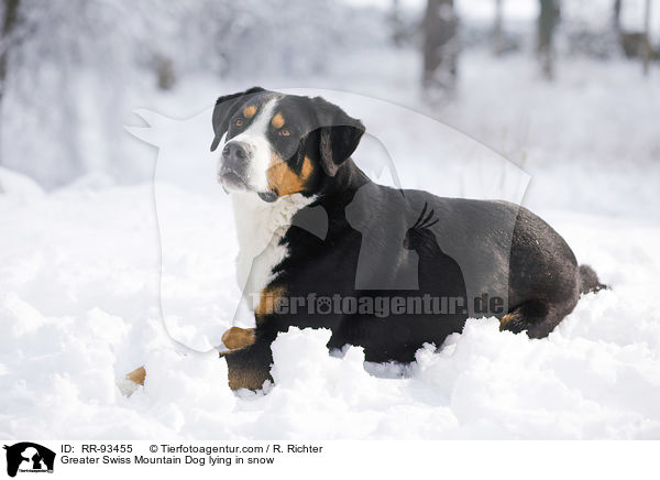 Groer Schweizer Sennenhund liegt im Schnee / Greater Swiss Mountain Dog lying in snow / RR-93455