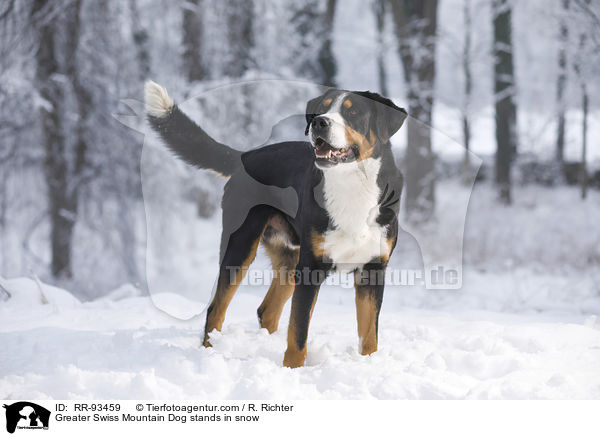 Groer Schweizer Sennenhund steht im Schnee / Greater Swiss Mountain Dog stands in snow / RR-93459