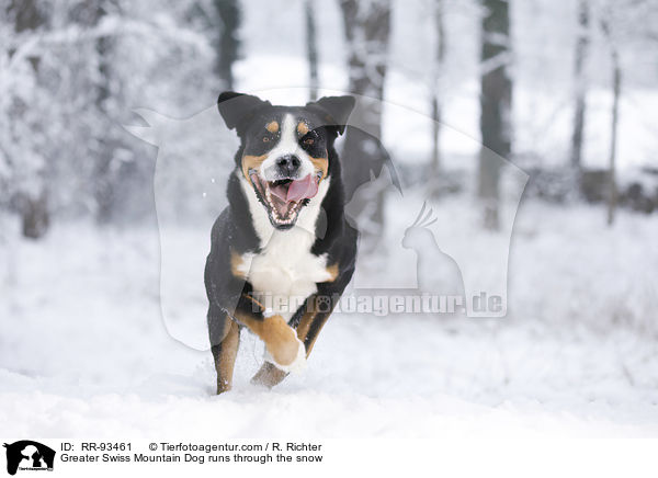 Groer Schweizer Sennenhund rennt durch den Schnee / Greater Swiss Mountain Dog runs through the snow / RR-93461