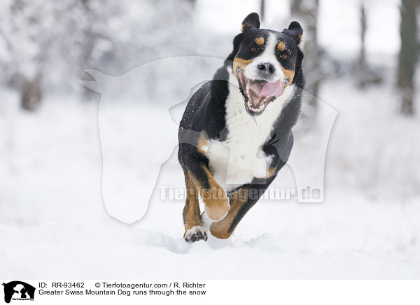 Groer Schweizer Sennenhund rennt durch den Schnee / Greater Swiss Mountain Dog runs through the snow / RR-93462