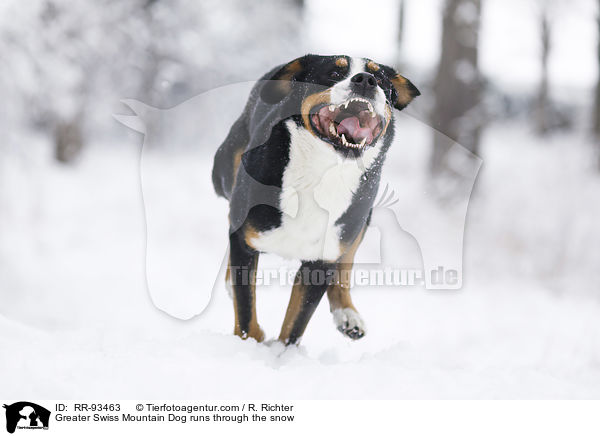 Groer Schweizer Sennenhund rennt durch den Schnee / Greater Swiss Mountain Dog runs through the snow / RR-93463