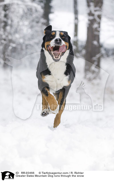 Groer Schweizer Sennenhund rennt durch den Schnee / Greater Swiss Mountain Dog runs through the snow / RR-93466