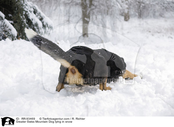 Groer Schweizer Sennenhund liegt im Schnee / Greater Swiss Mountain Dog lying in snow / RR-93469