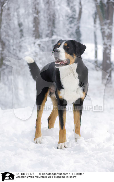 Groer Schweizer Sennenhund steht im Schnee / Greater Swiss Mountain Dog standing in snow / RR-93471